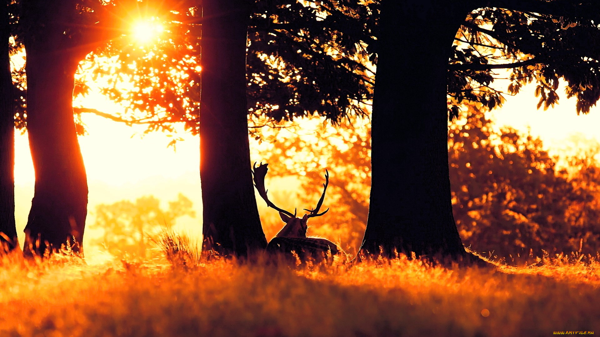 животные, олени, лань, рога, трава, лес, кусты, деревья, закат