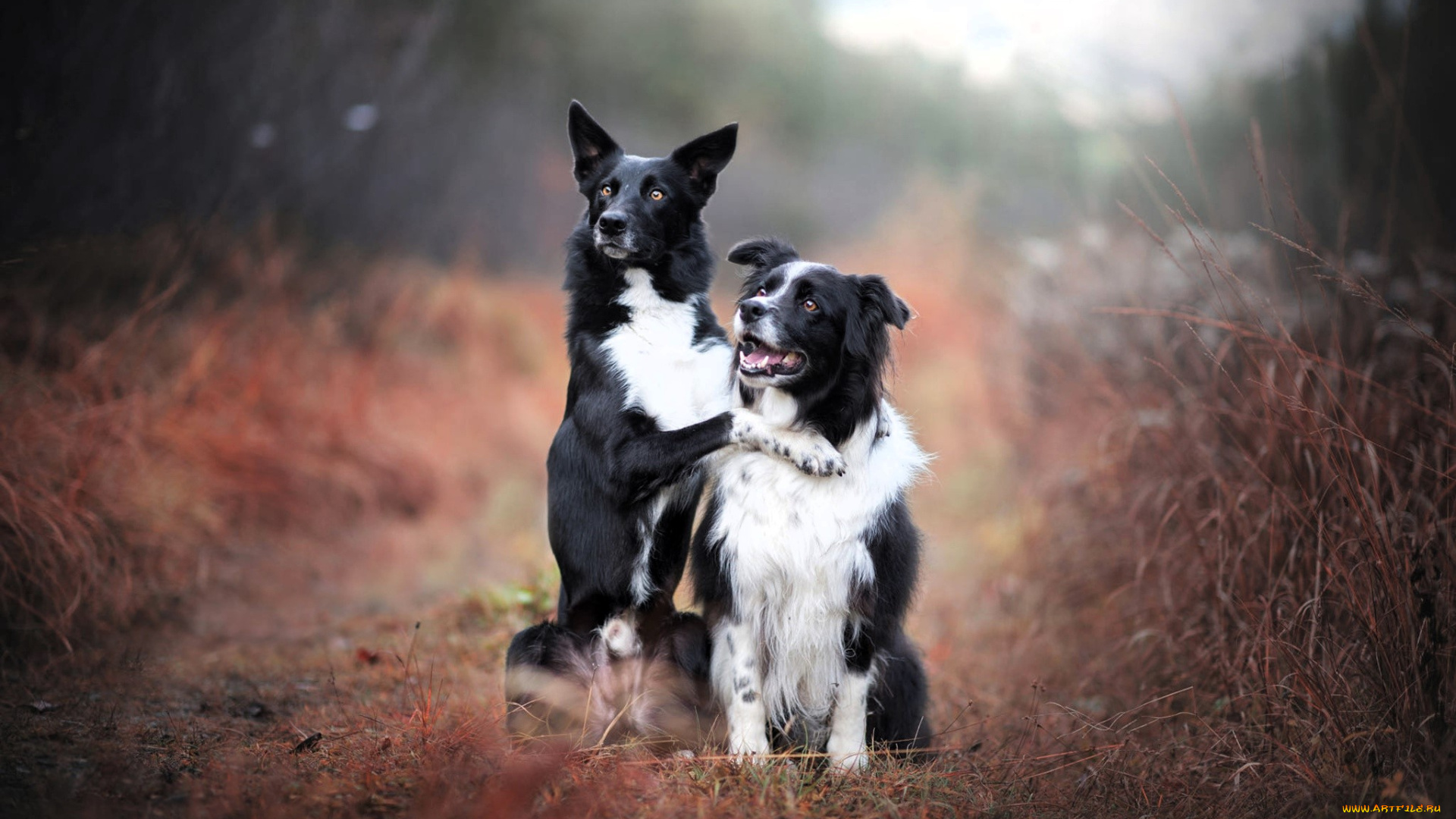 животные, собаки, пара, трава, осень