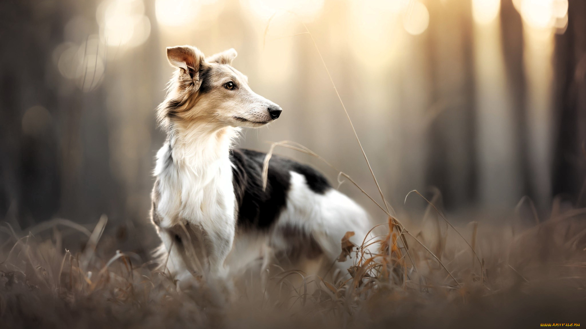 животные, собаки, собака, борзая, трава, осень