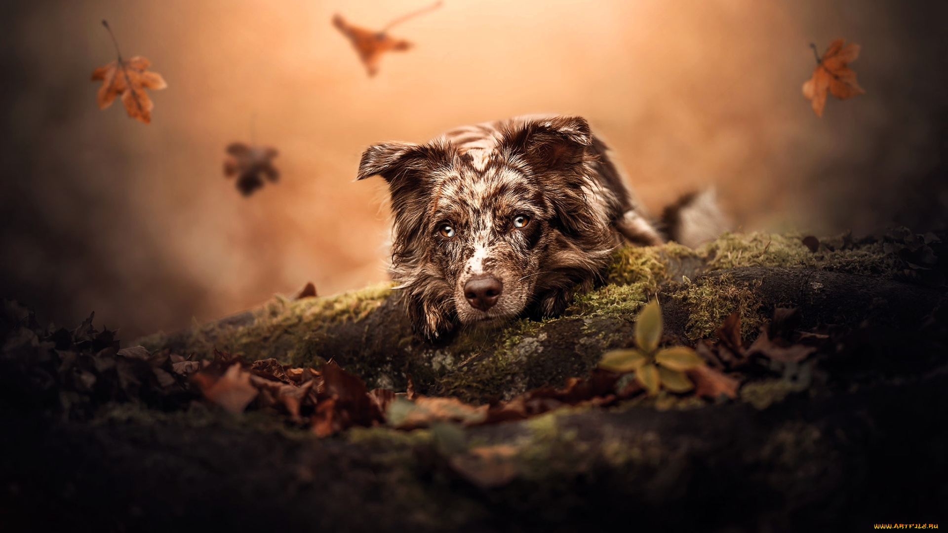 животные, собаки, собака, листья, осень, листопад, бревна, мох