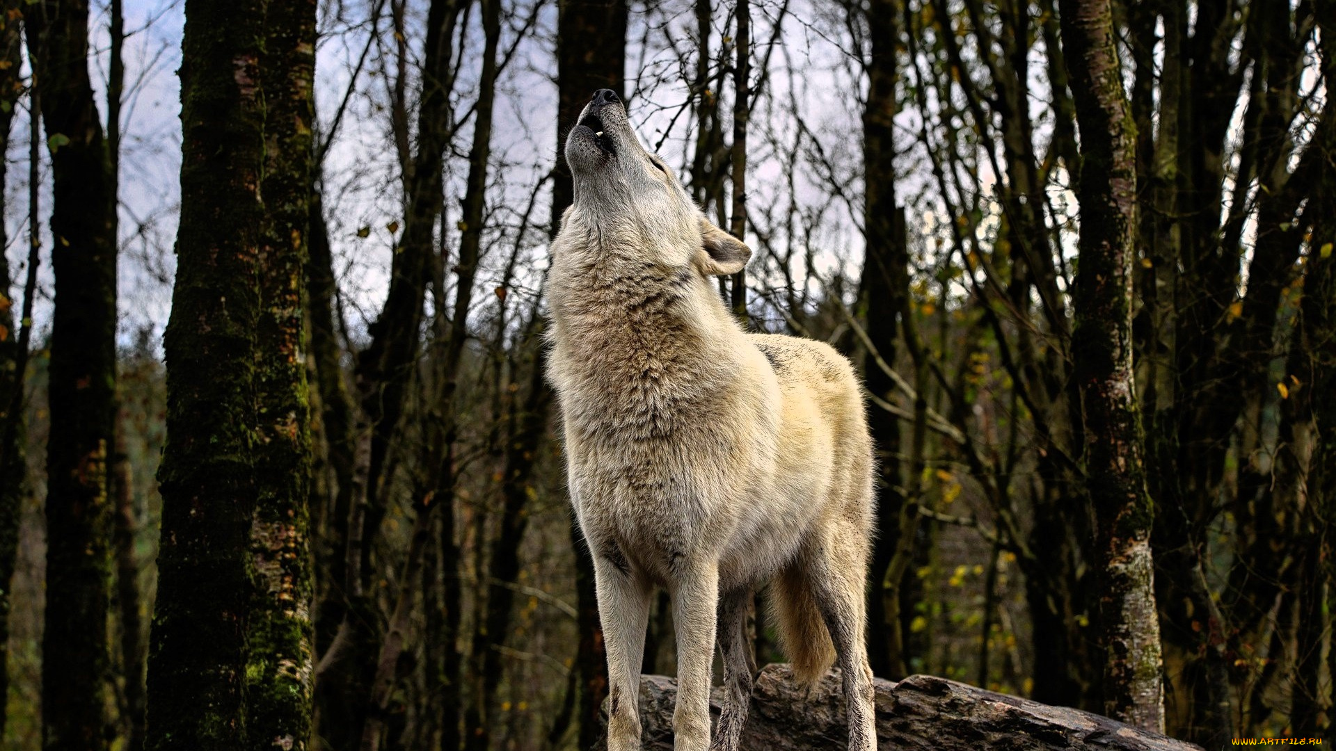 животные, волки, , койоты, , шакалы, волк, камень, лес, вой