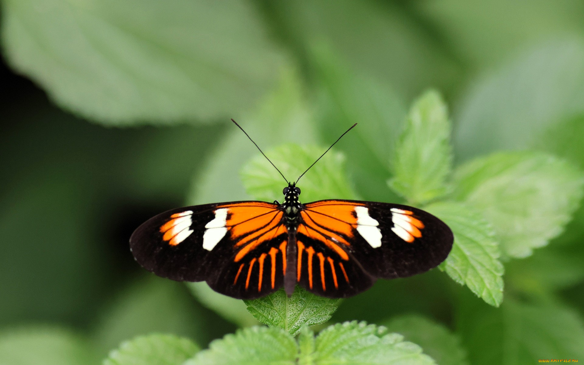 животные, бабочки, , мотыльки, , моли, бабочка, листья