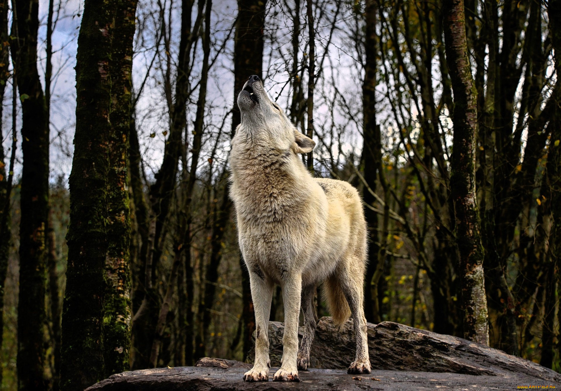 животные, волки, , койоты, , шакалы, волк, камень, лес, вой