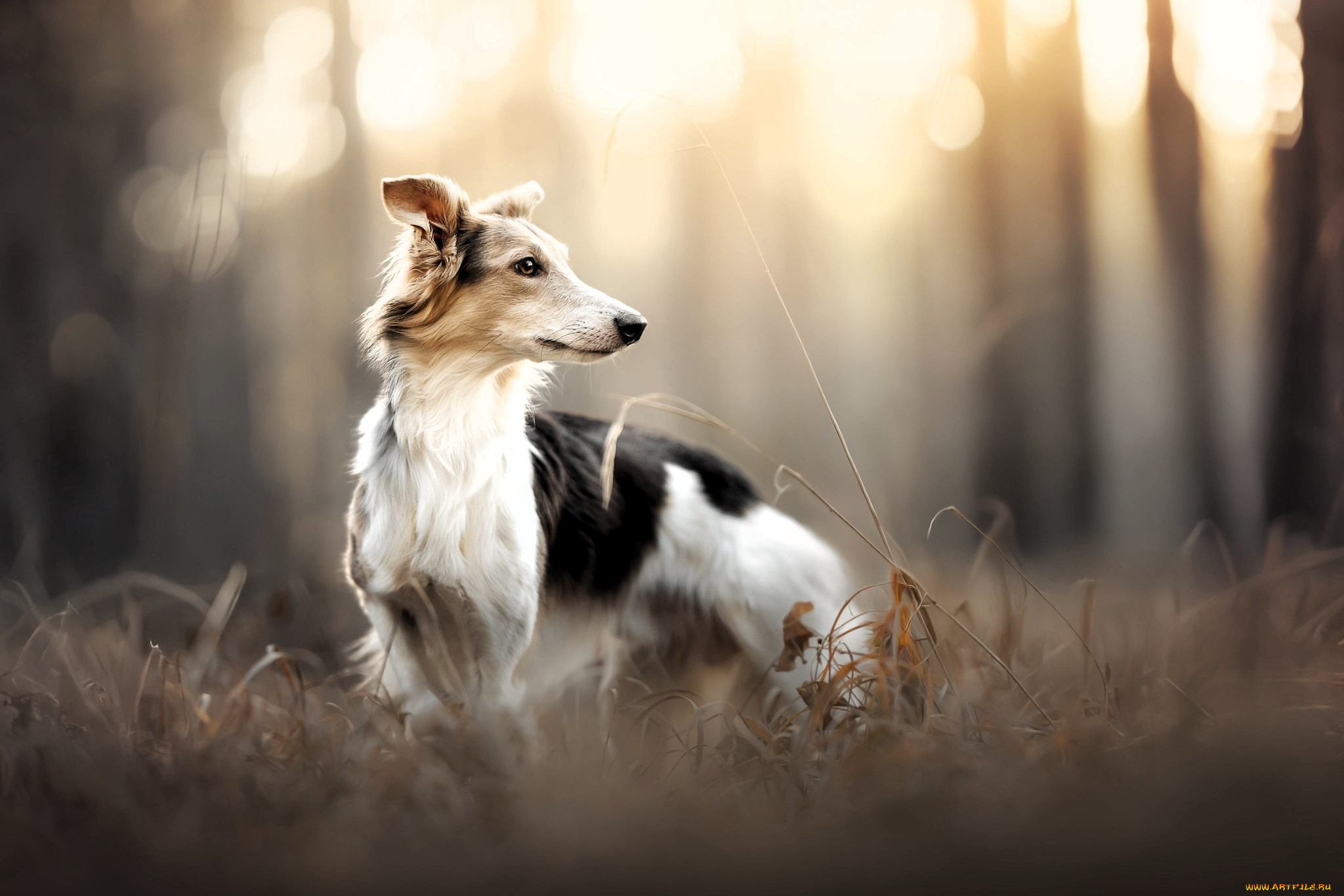 животные, собаки, собака, борзая, трава, осень