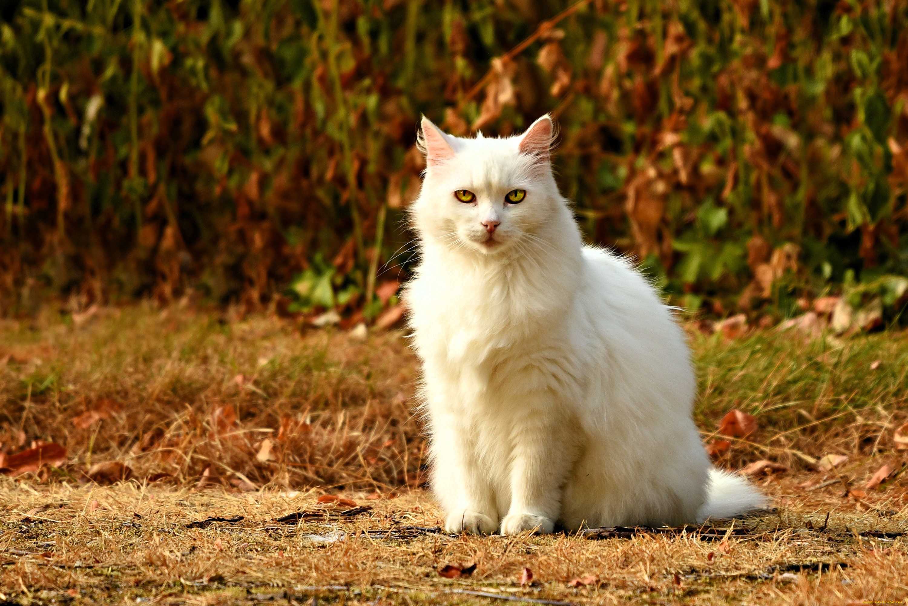 животные, коты, кот, белый, кусты