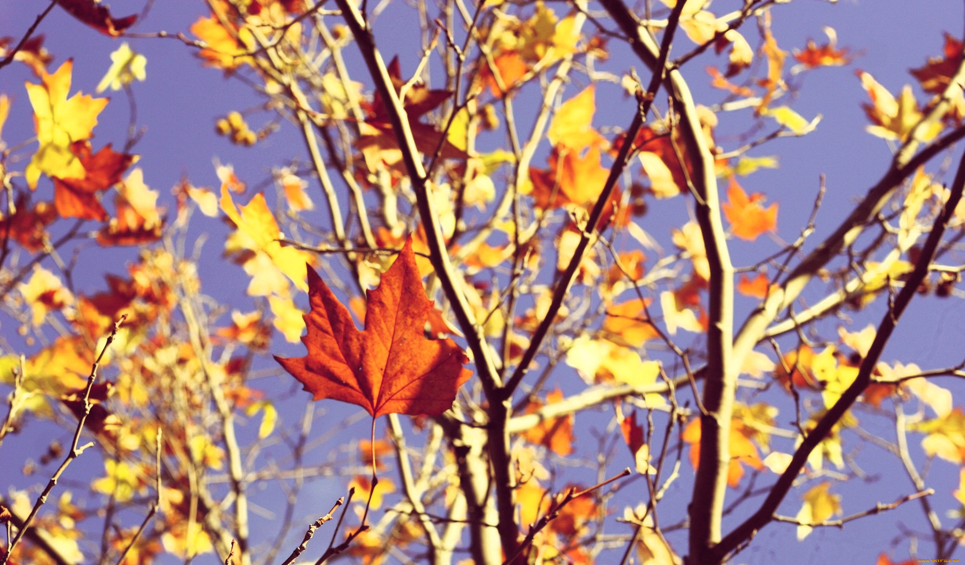 природа, листья, клен, дерево, ветки, осень