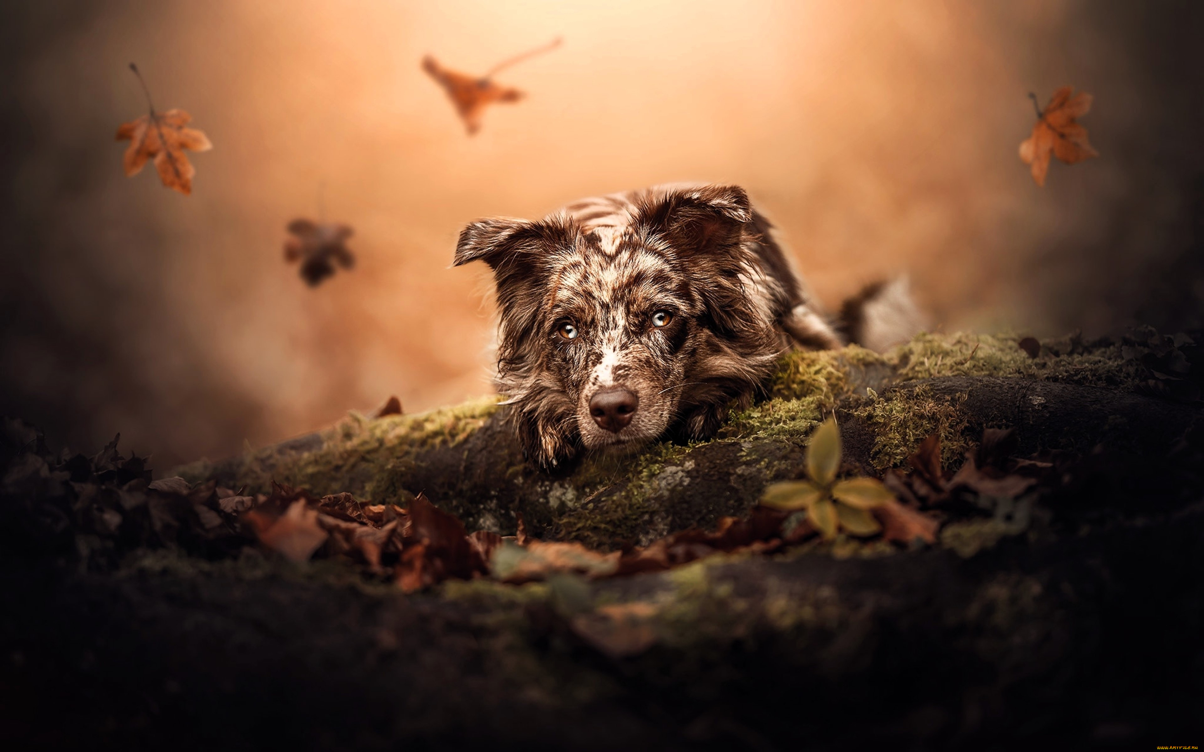 животные, собаки, собака, листья, осень, листопад, бревна, мох