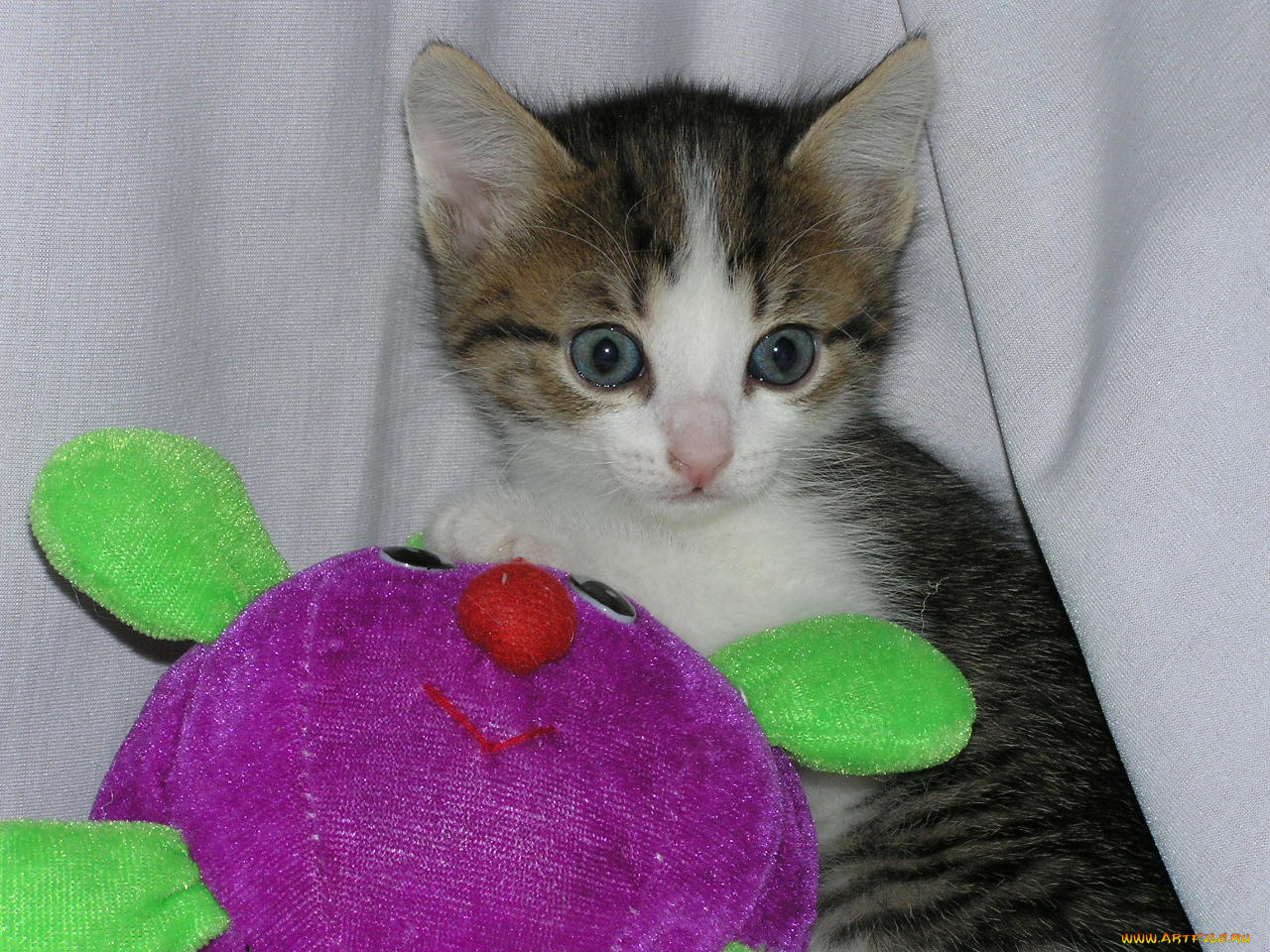 животные, коты