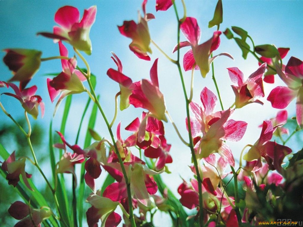 цветы, аквилегия, водосбор