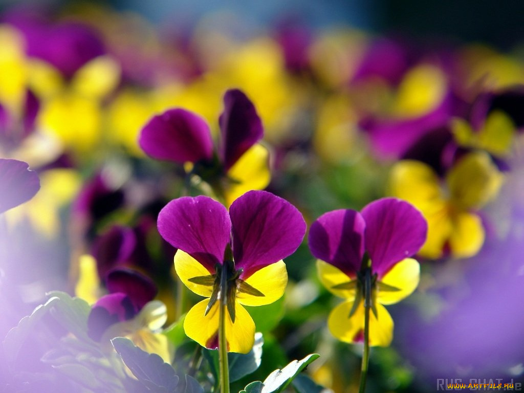 цветы, анютины, глазки, садовые, фиалки