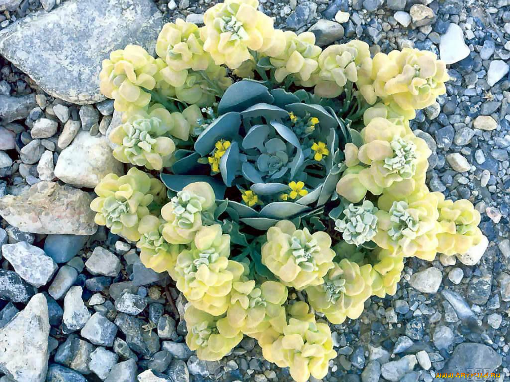 цветы, разные, вместе