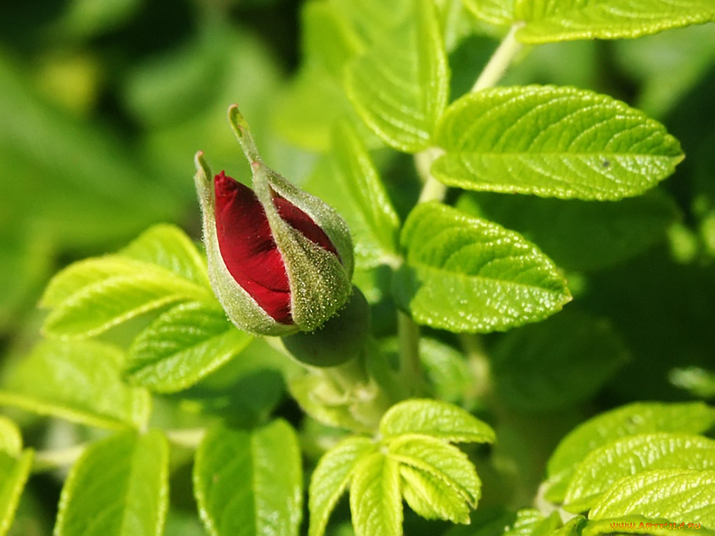 цветы, шиповник