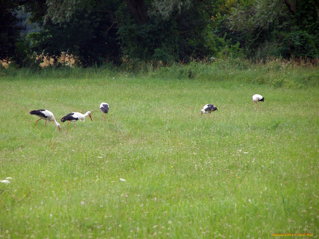 животные, аисты