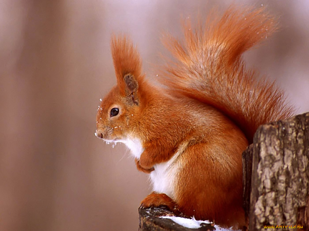 животные, белки