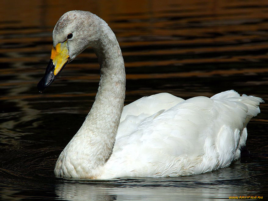 животные, лебеди