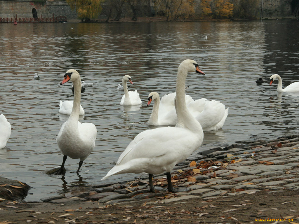 животные, лебеди