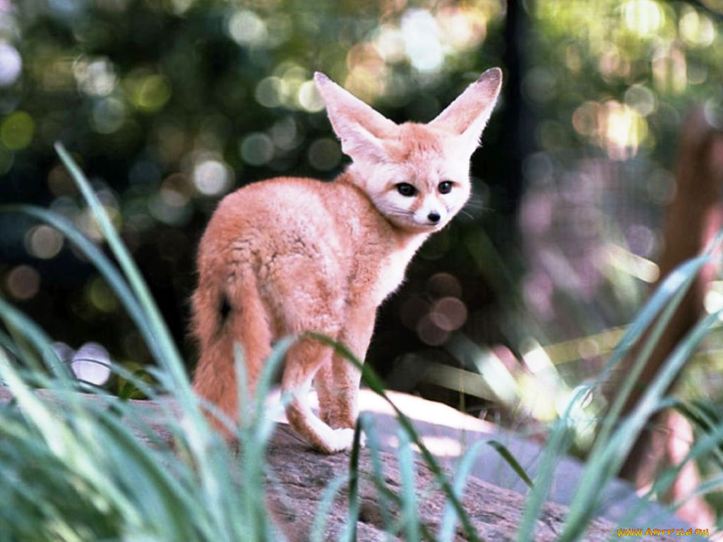 животные, лисы