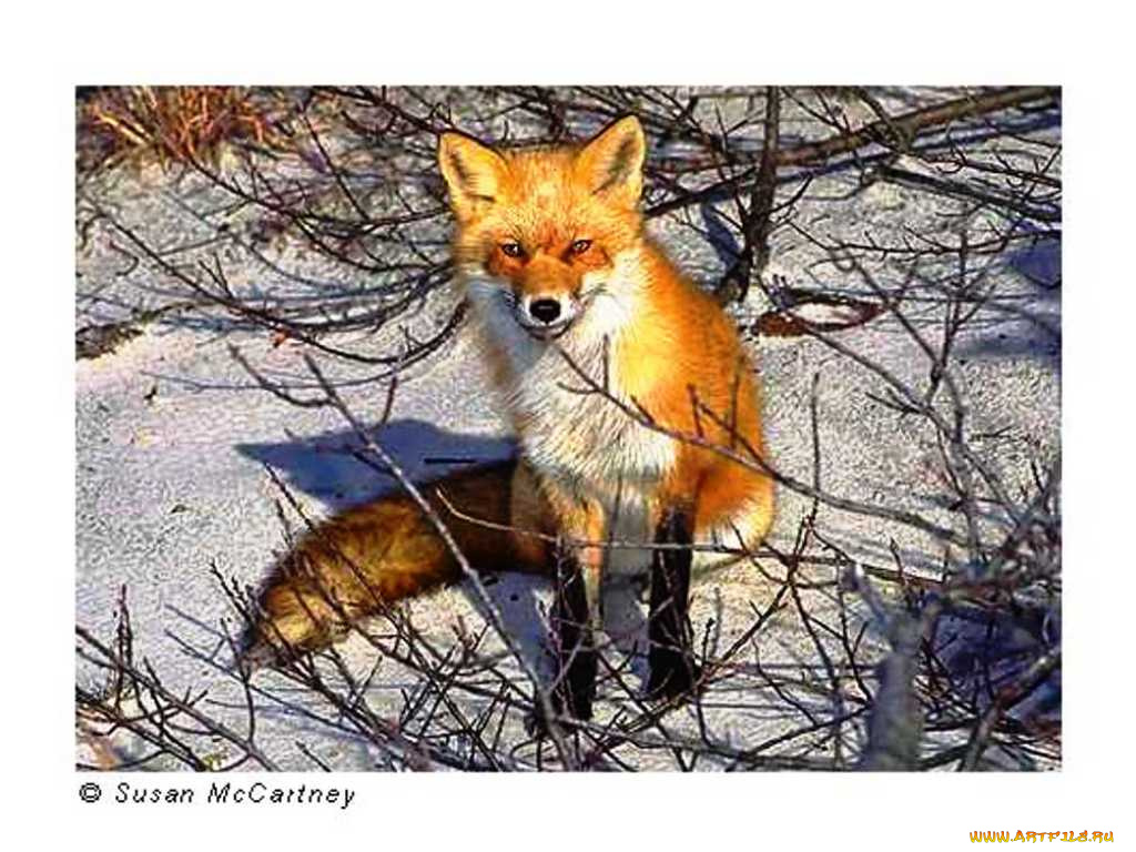 животные, лисы