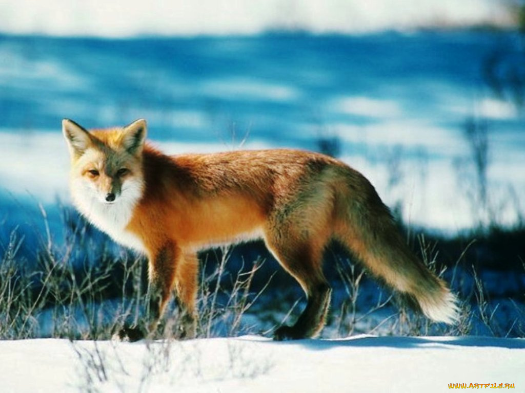 животные, лисы