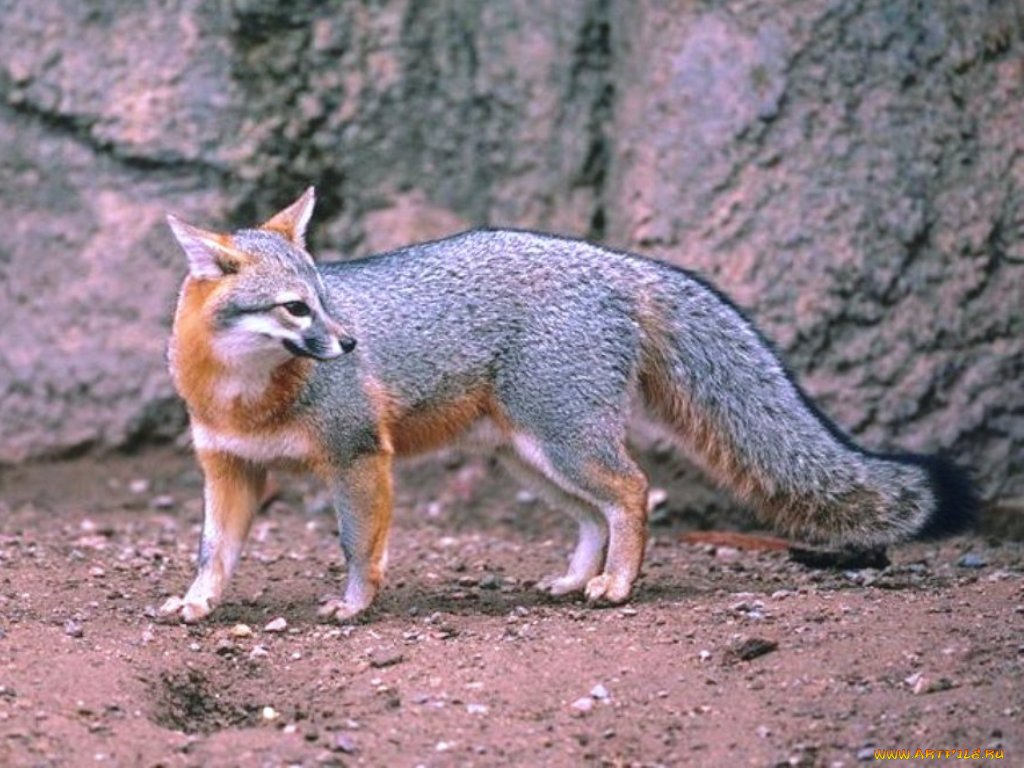 животные, лисы