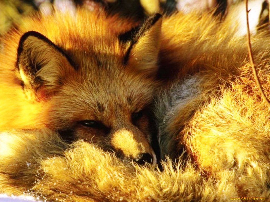 животные, лисы