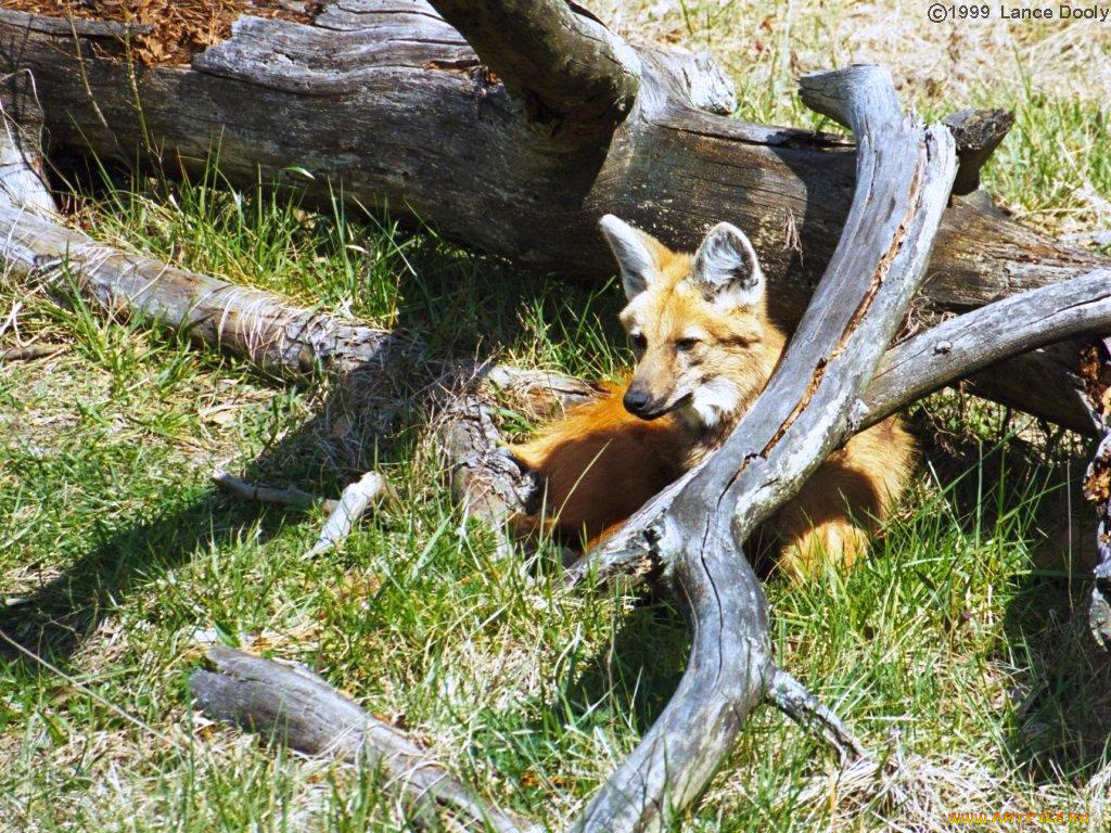 животные, лисы