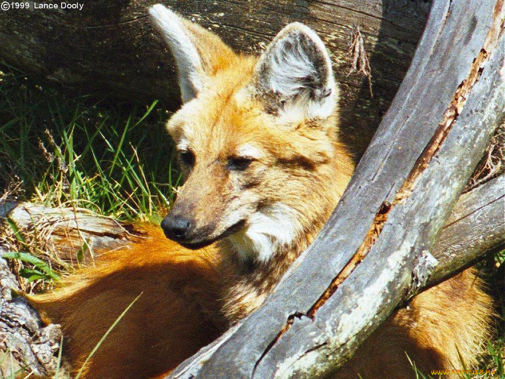 животные, лисы