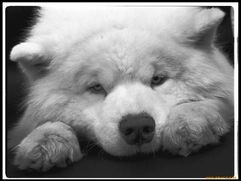 животные, собаки