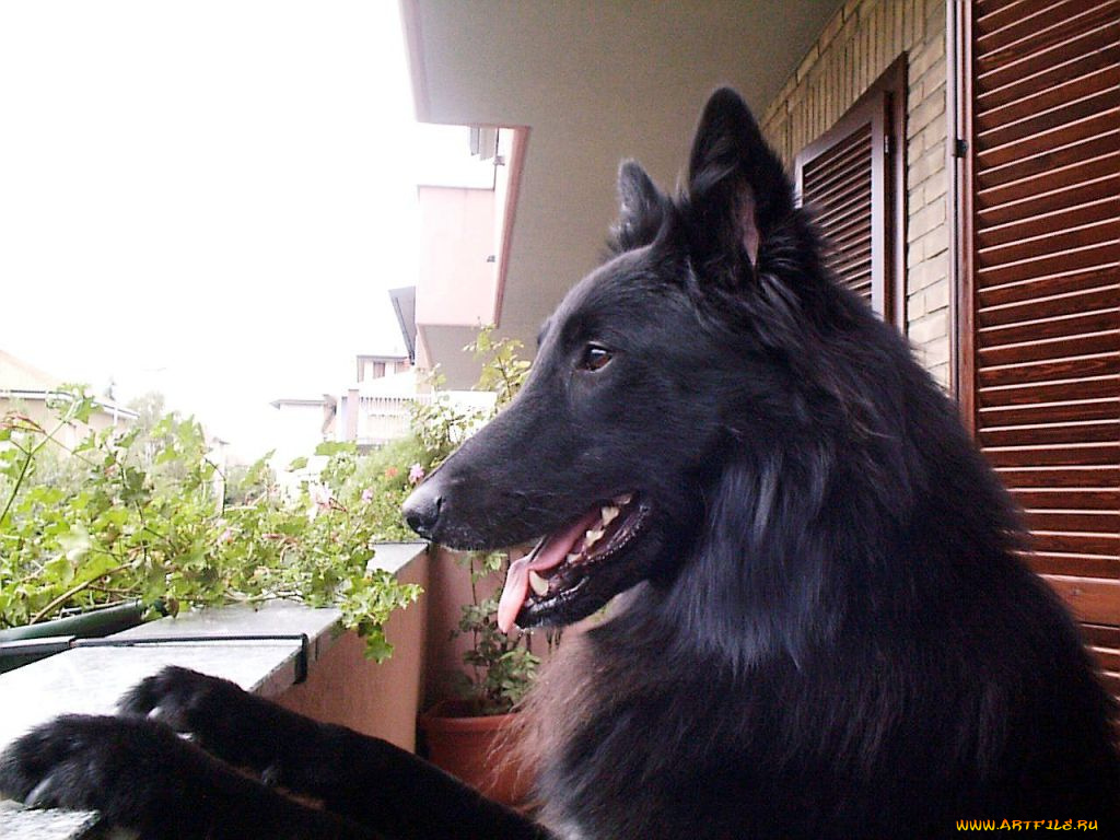 животные, собаки