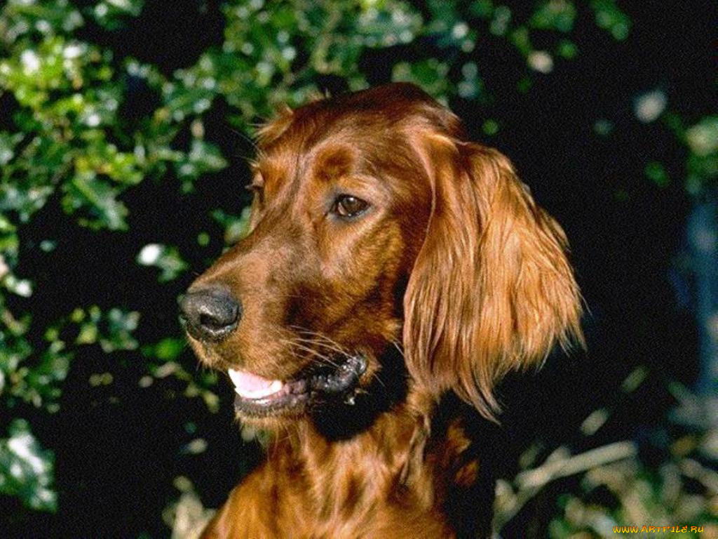 животные, собаки