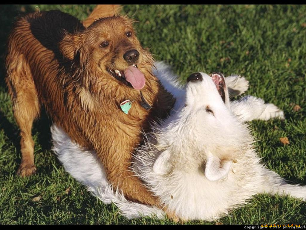 животные, собаки