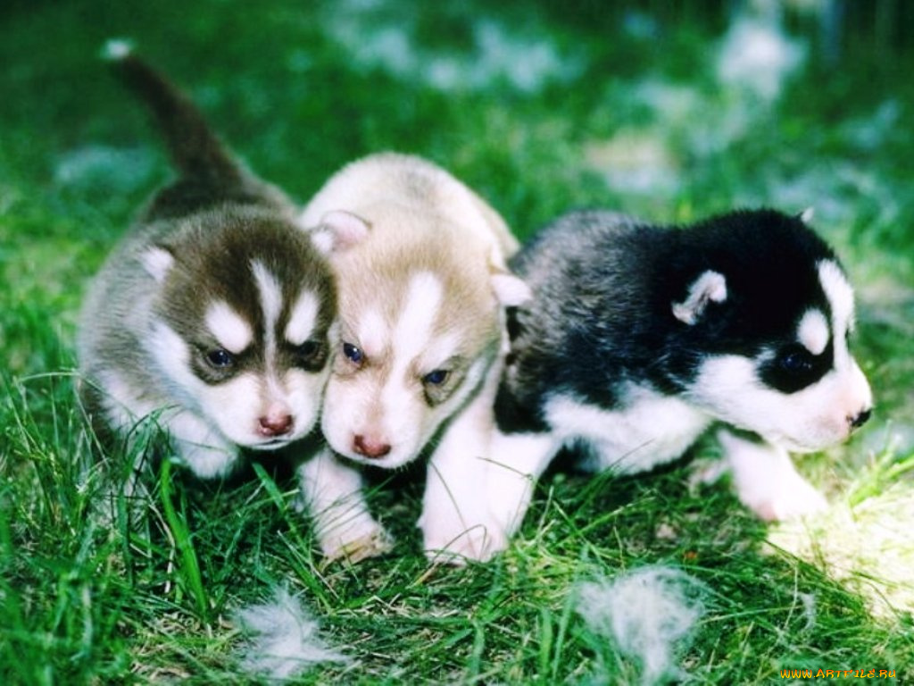 животные, собаки