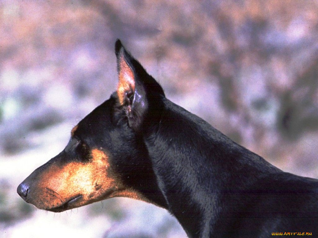 животные, собаки