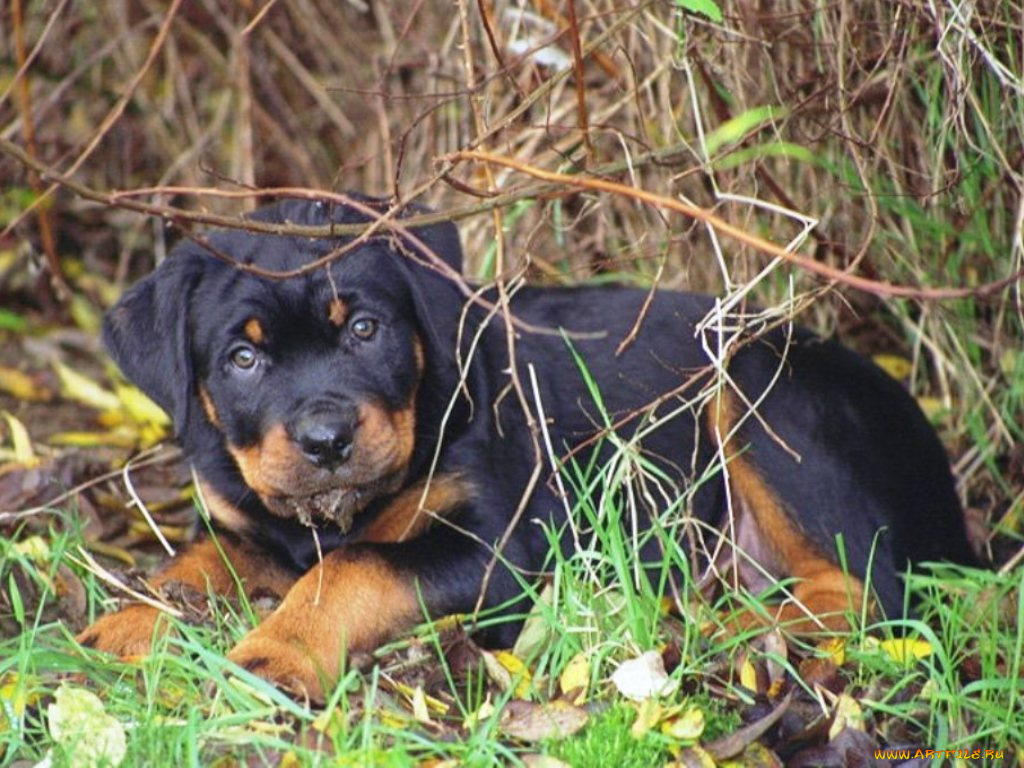 животные, собаки