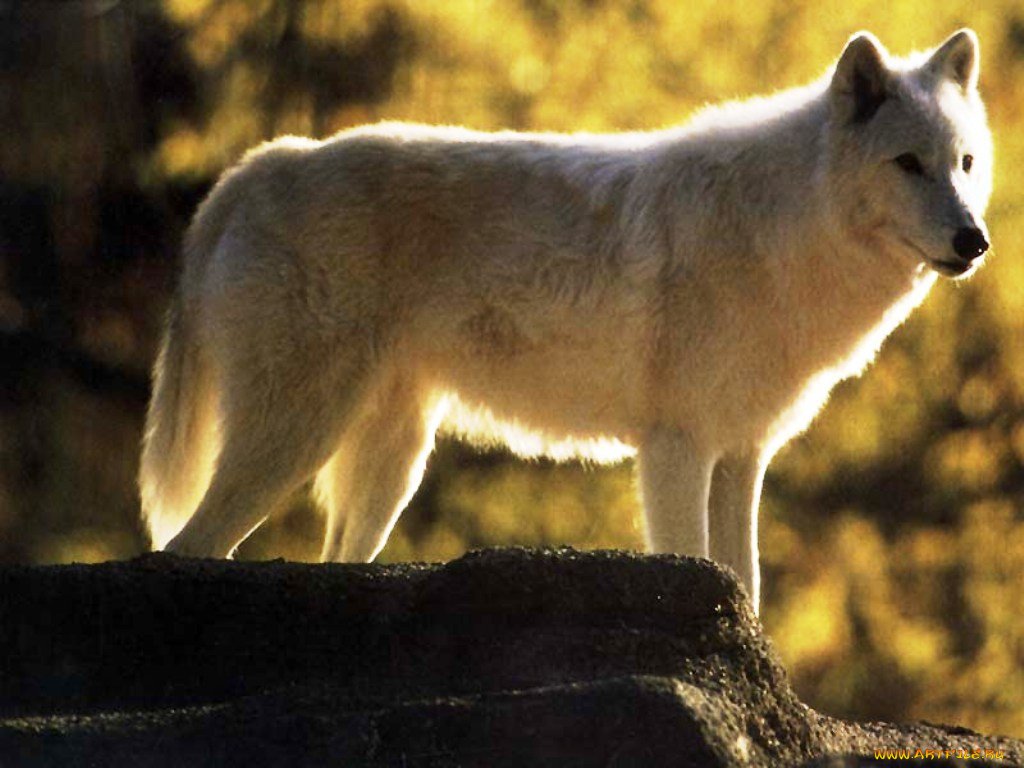 животные, волки