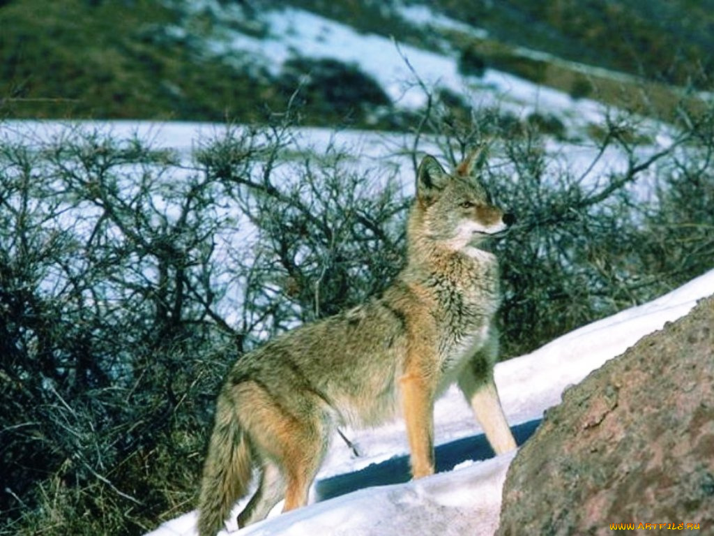 животные, волки