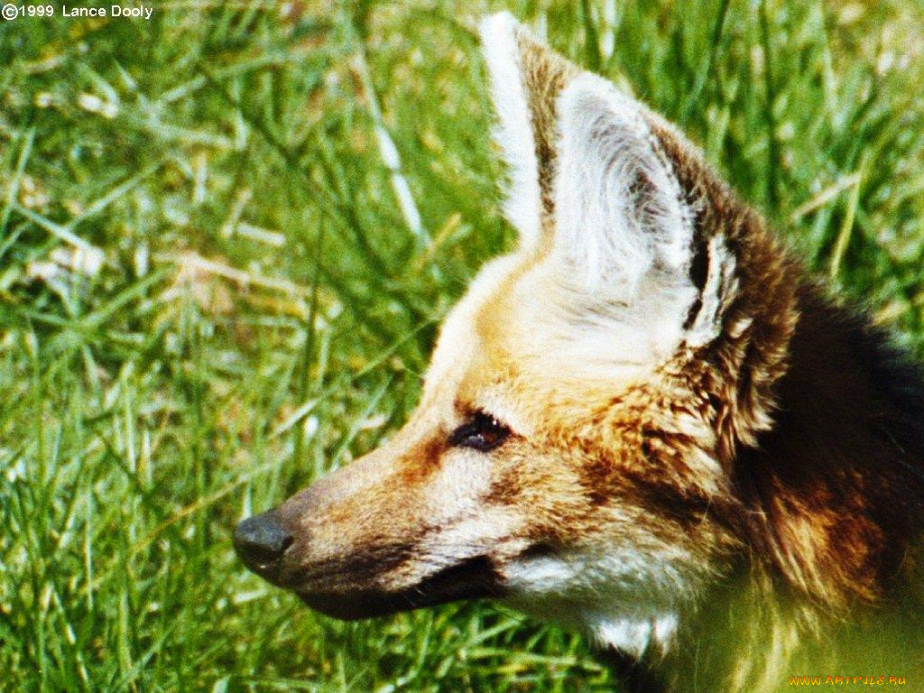 животные, волки