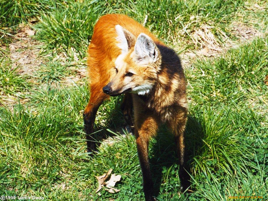 животные, волки