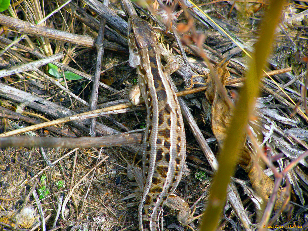 животные, Ящерицы, игуаны, вараны