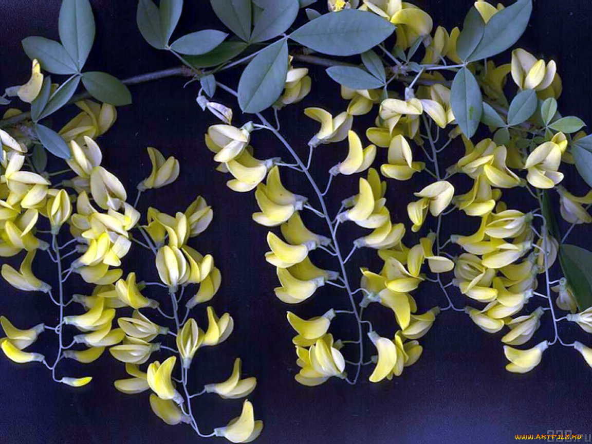 цветы, акация