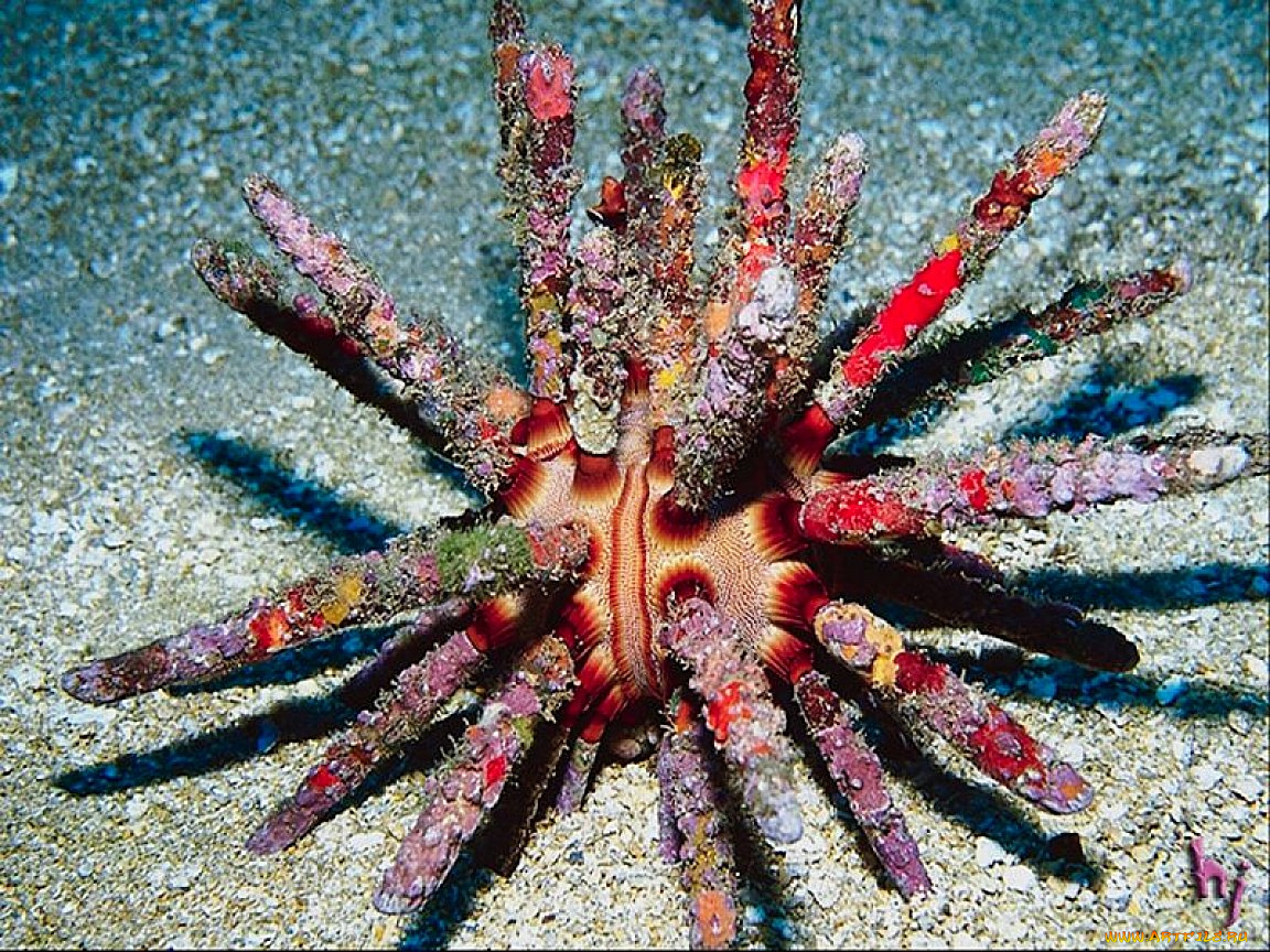 животные, морская, фауна