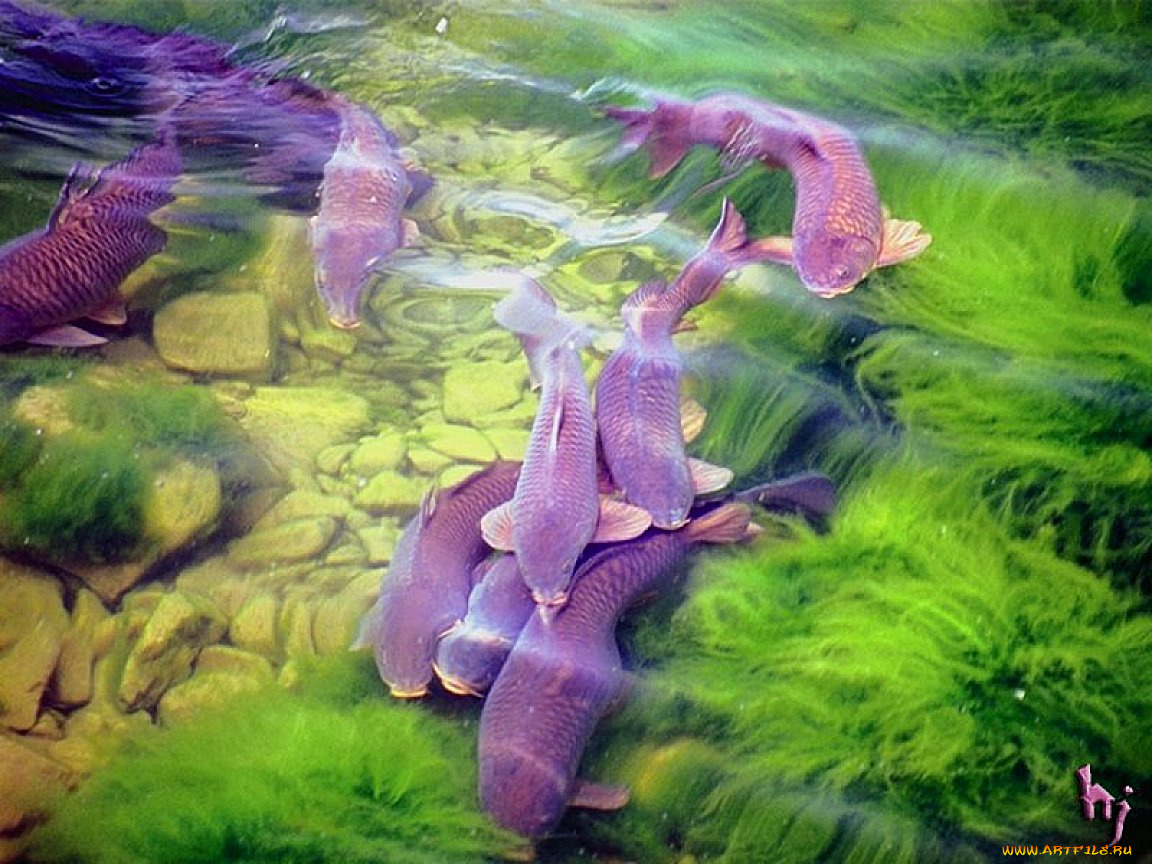 животные, рыбы