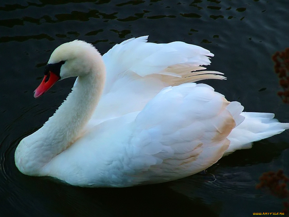 животные, лебеди