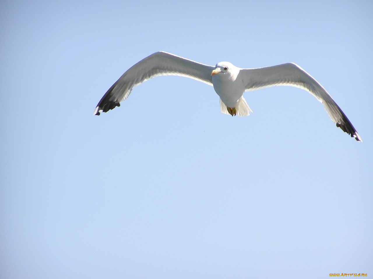 животные, Чайки, бакланы, крачки
