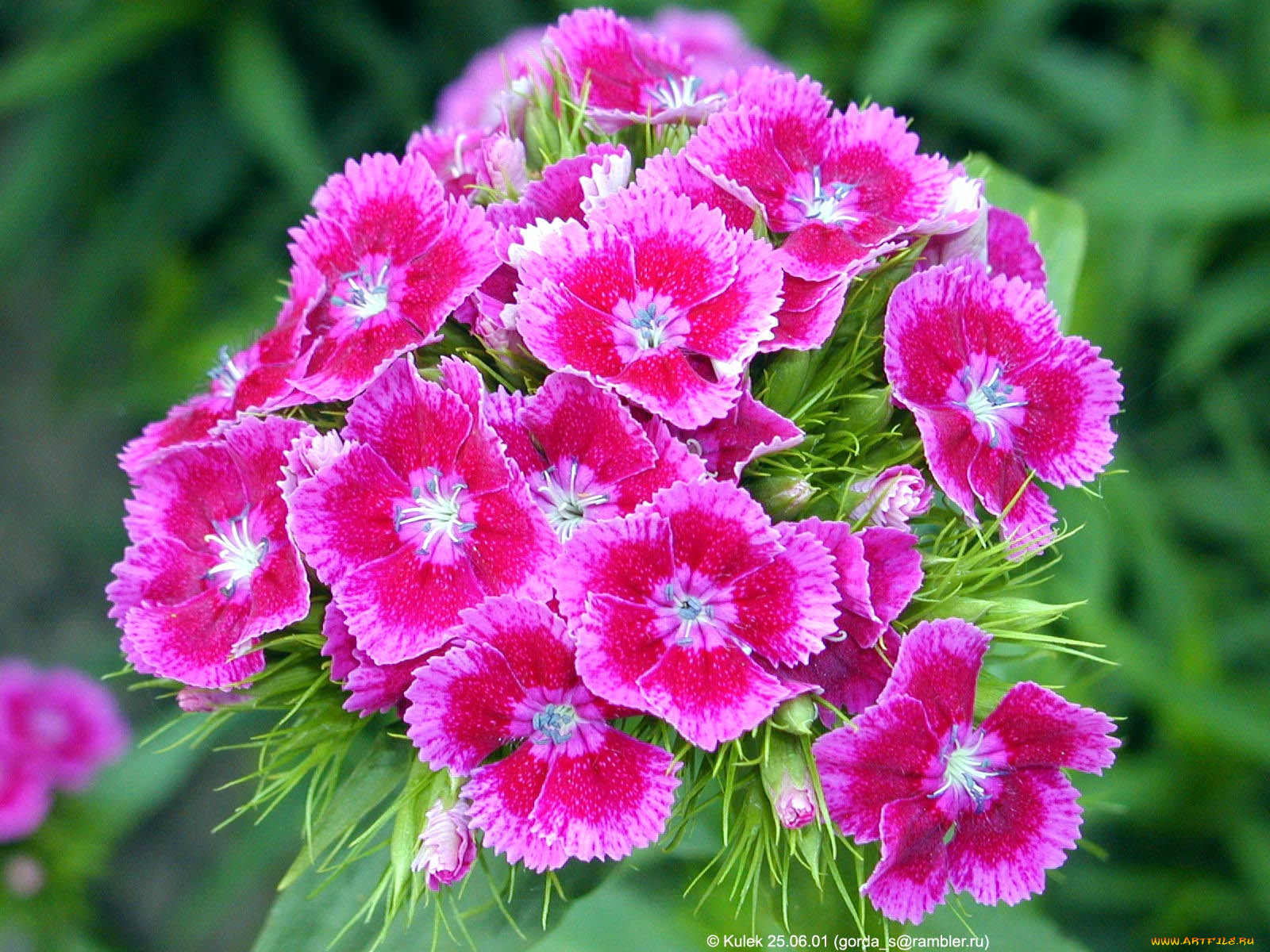 цветы, гвоздики