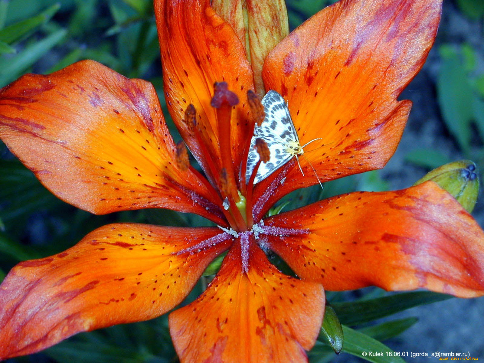 цветы, лилии, лилейники