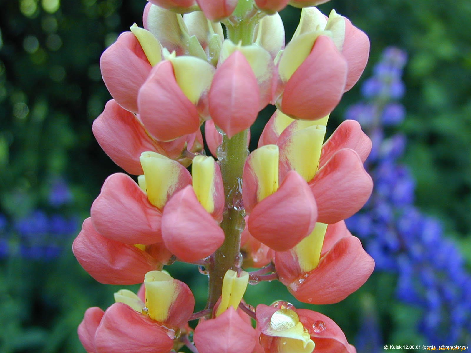 цветы, люпин