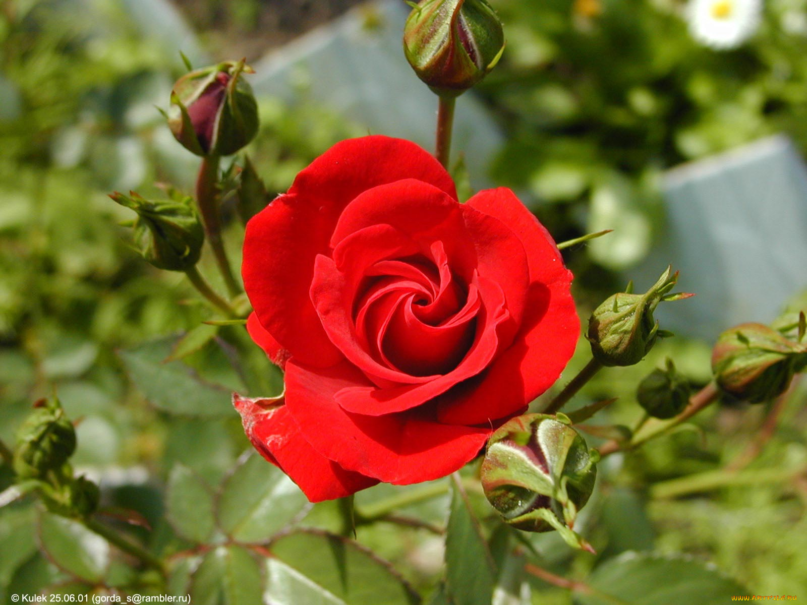 цветы, розы