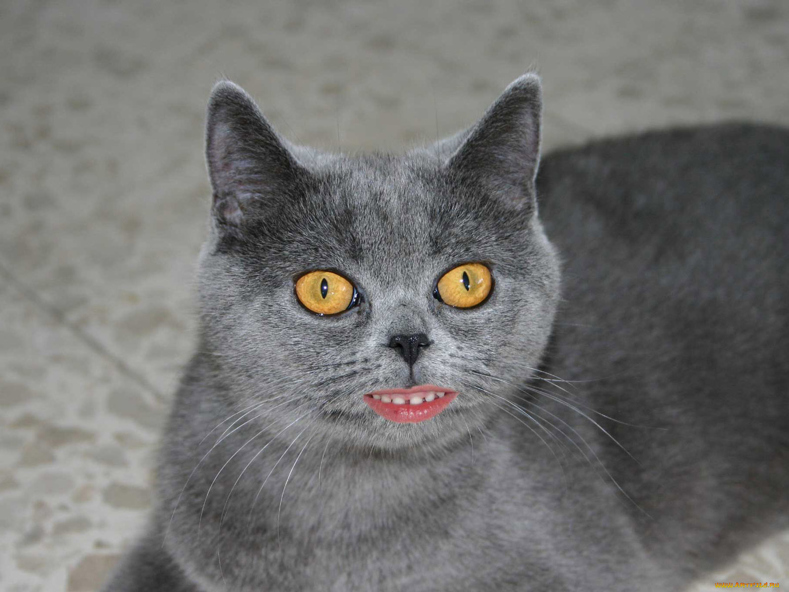 юмор, приколы