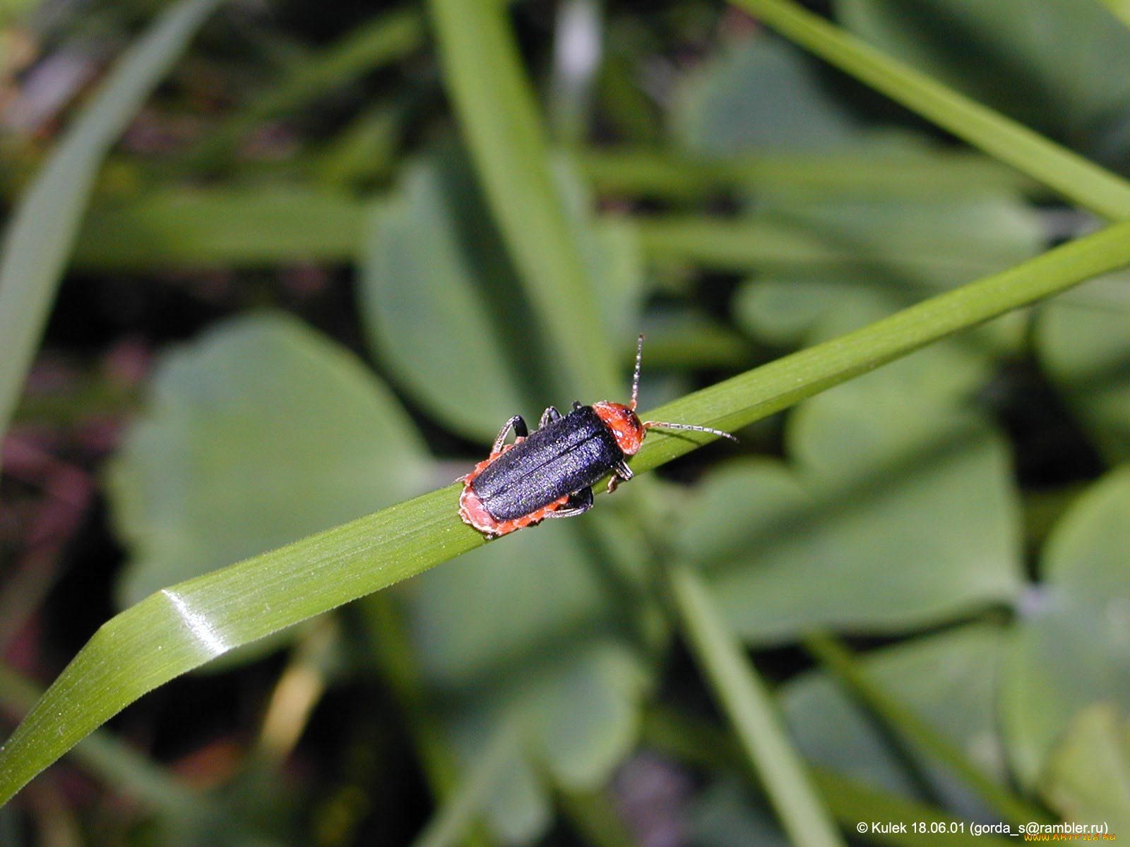 животные, насекомые
